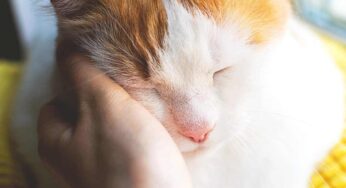 Coccole al gatto: quali sono i gesti che amano di più, così il relax è assicurato