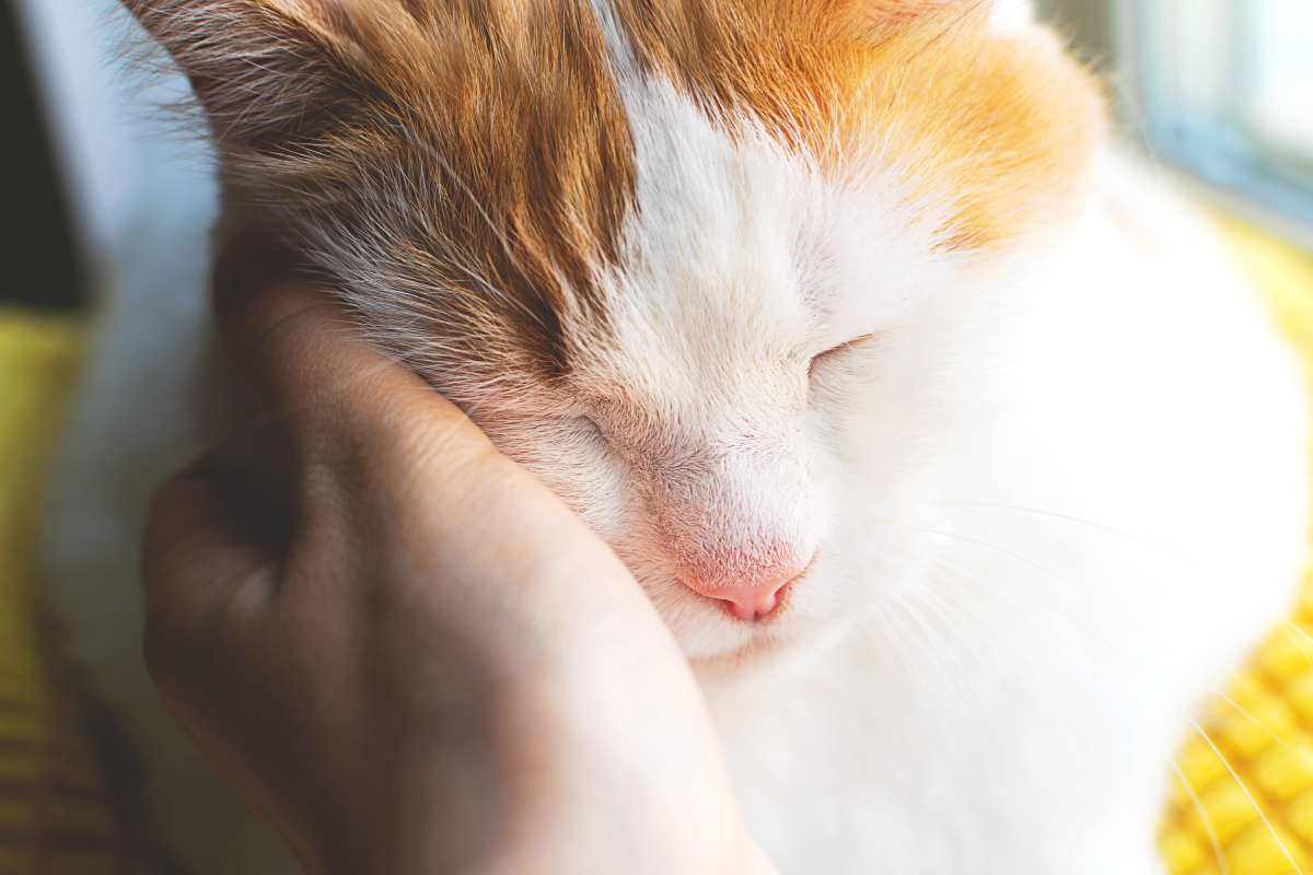 gatto che viene accarezzato sulla guancia