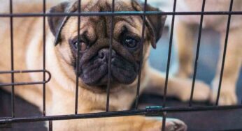 Usi il Kennel per il tuo cane? Finalmente scopriamo se è giusto oppure no: facciamo chiarezza