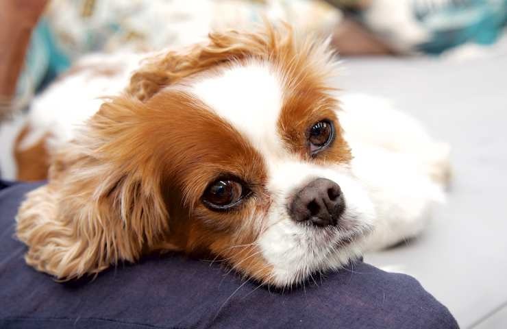cavalier king cagnolino