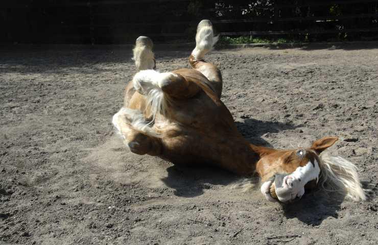 cavallo che rotola a terra nel recinto