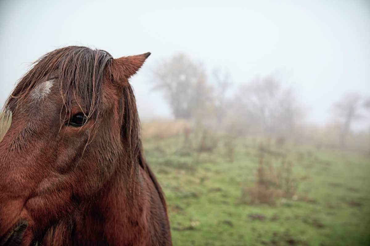 cavallo arrabbiato con orecchie all'indietro