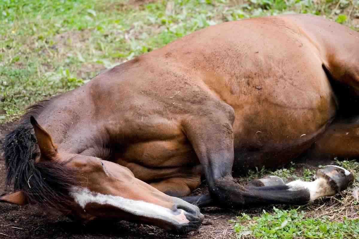 cavallo che si rotola a terra tra l'erba