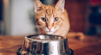 Cibi vietati ai gatti: quali conseguenze possono avere sulla salute dell’animale, alcuni sono letali