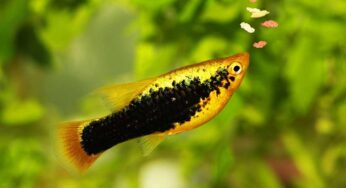 Alimentazione dei pesci in acquario: qual è la migliore per garantirgli una vita sana e longeva