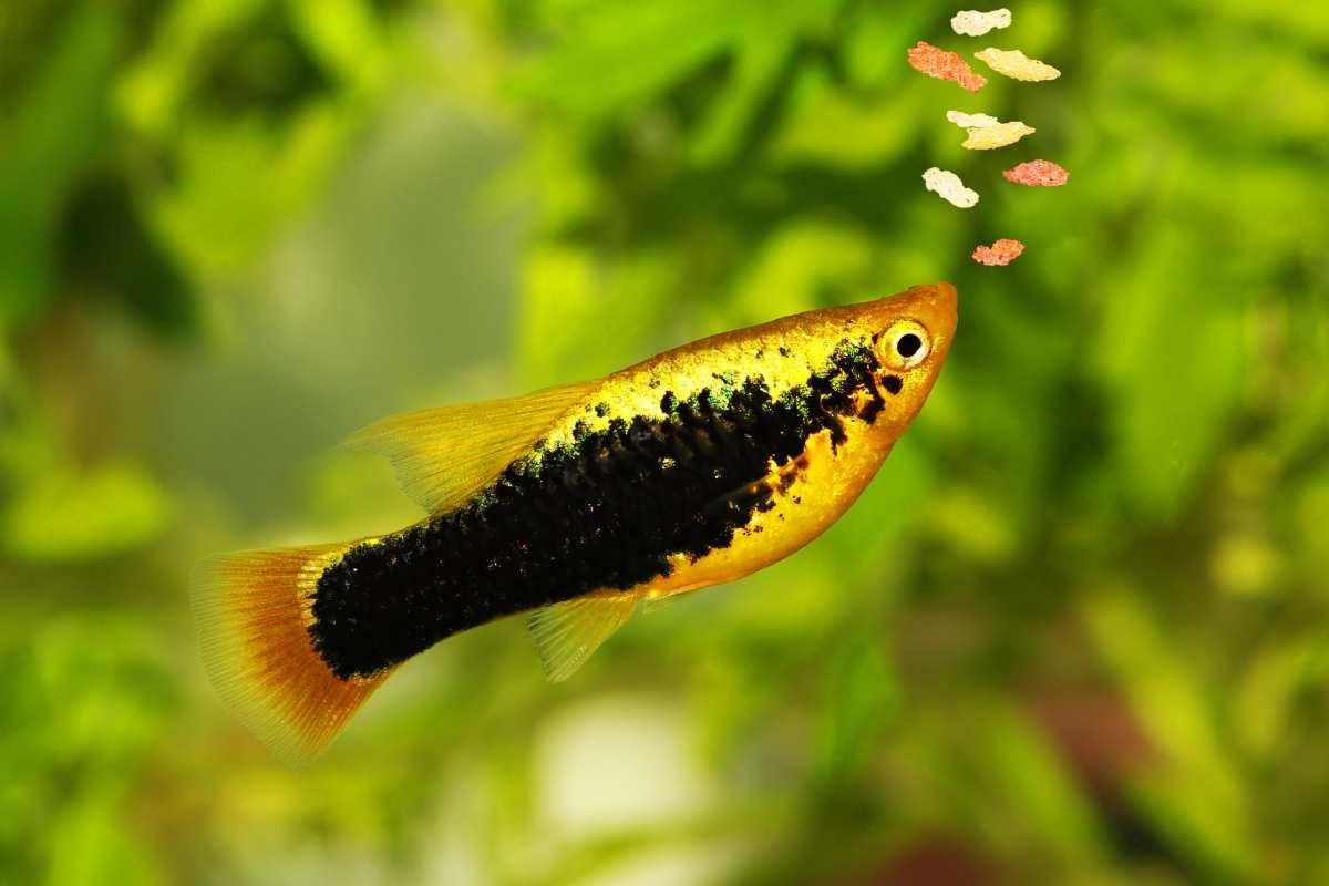 pesce che si avvicina al cibo in acquario