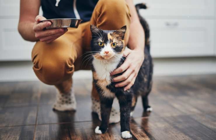 proprietario dà la ciotola col cibo al gatto