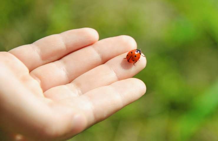 coccinella sul palmo della mano