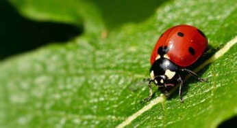 E’ vero che la coccinella porta fortuna? Ecco cosa c’è da sapere su questo insetto meraviglioso