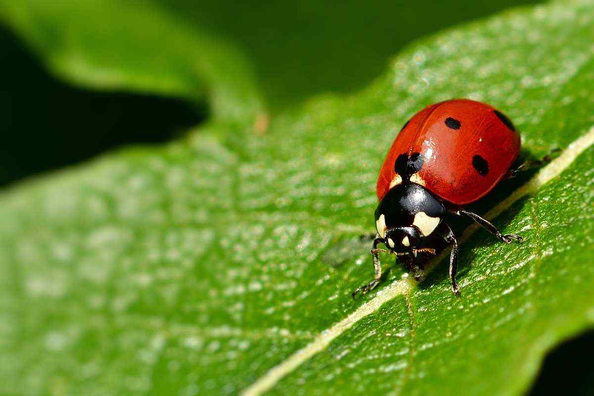 coccinella rossa su una foglia
