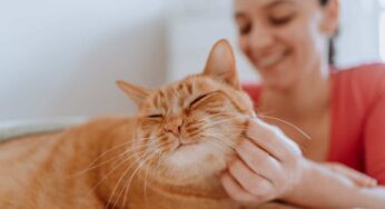Questi gesti fanno innamorare i gatti: se fai così ogni giorno, ti adorerà