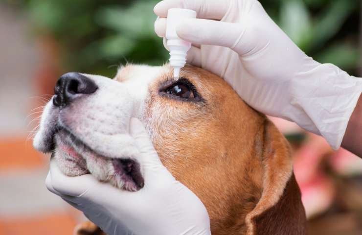 gocce di collirio per il cane