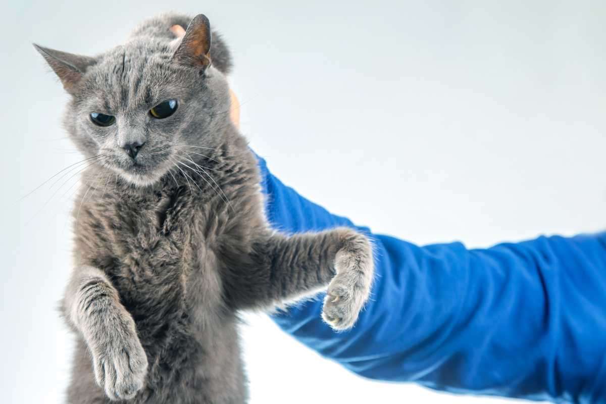 gatto afferrato per la collottola