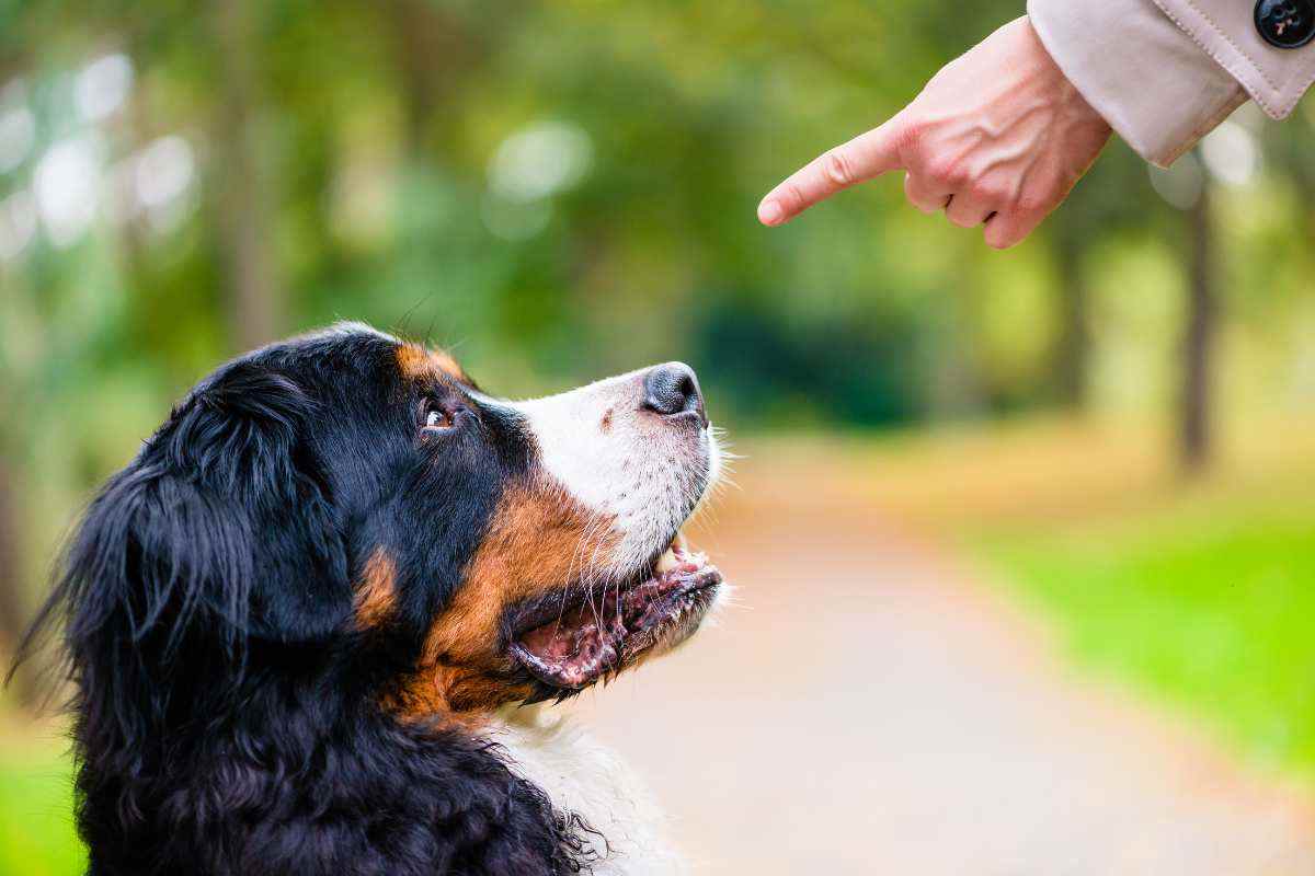 cane che ascolta un comando del padrone