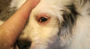 Guarda attentamente gli occhi del cane: questi ‘dettagli’ possono essere legati alla congiuntivite, ecco come intervenire (subito)