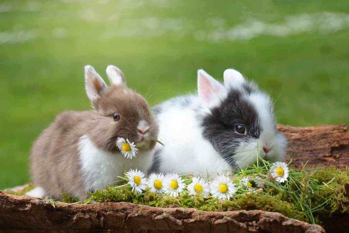 due conigli con dei fiori