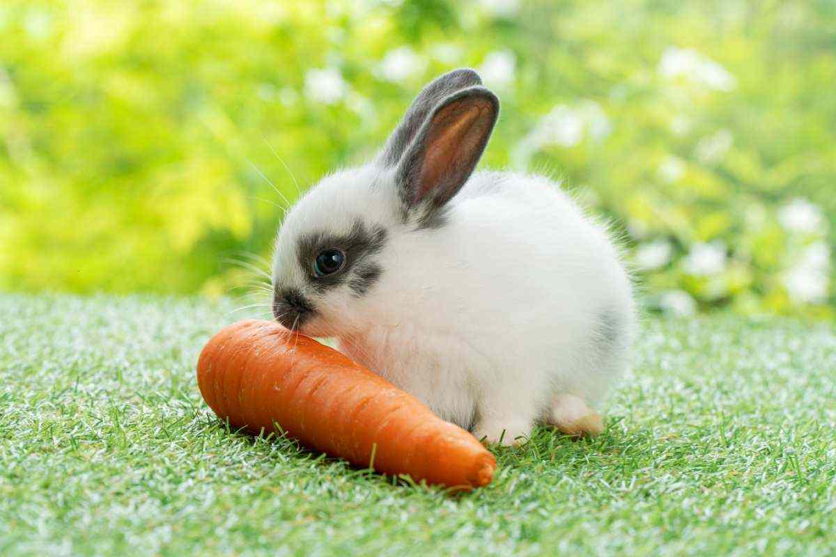 coniglio piccolo annusa una carota