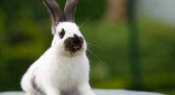 Come capire quando un coniglietto domestico è spaventato: i consigli per calmarlo in pochi istanti