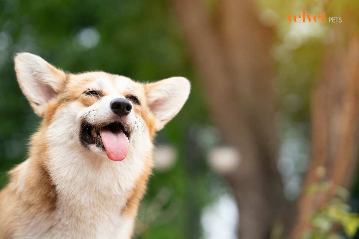 cagnolino corgi molto felice