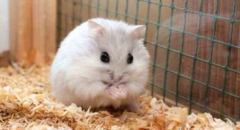 Criceto domestico: errori comuni che si commettono nella sua gestione, alcuni sono letali