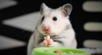 Criceto domestico: cosa può mangiare e cosa assolutamente evitare nella sua dieta