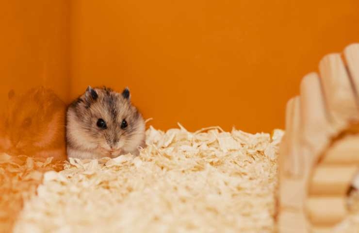 criceto in una gabbia di colore arancione