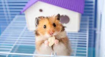 Criceto domestico: tutto quello che dovete sapere prima dell’acquisto per evitare di ledere l’animale