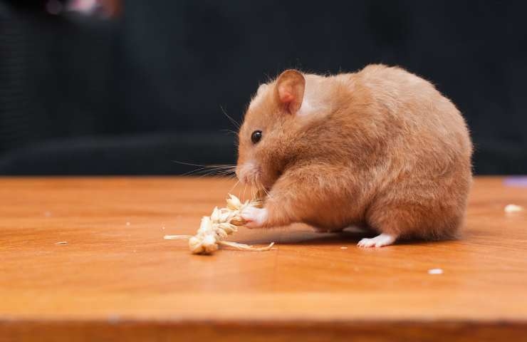 criceto che mangia dei cereali