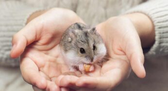 Il criceto ti morde? Con questo metodo (eccezionale) non lo farà più: inizia subito