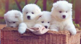 Come capire se adottare un cane maschio o femmina: perché è importante non andare a caso