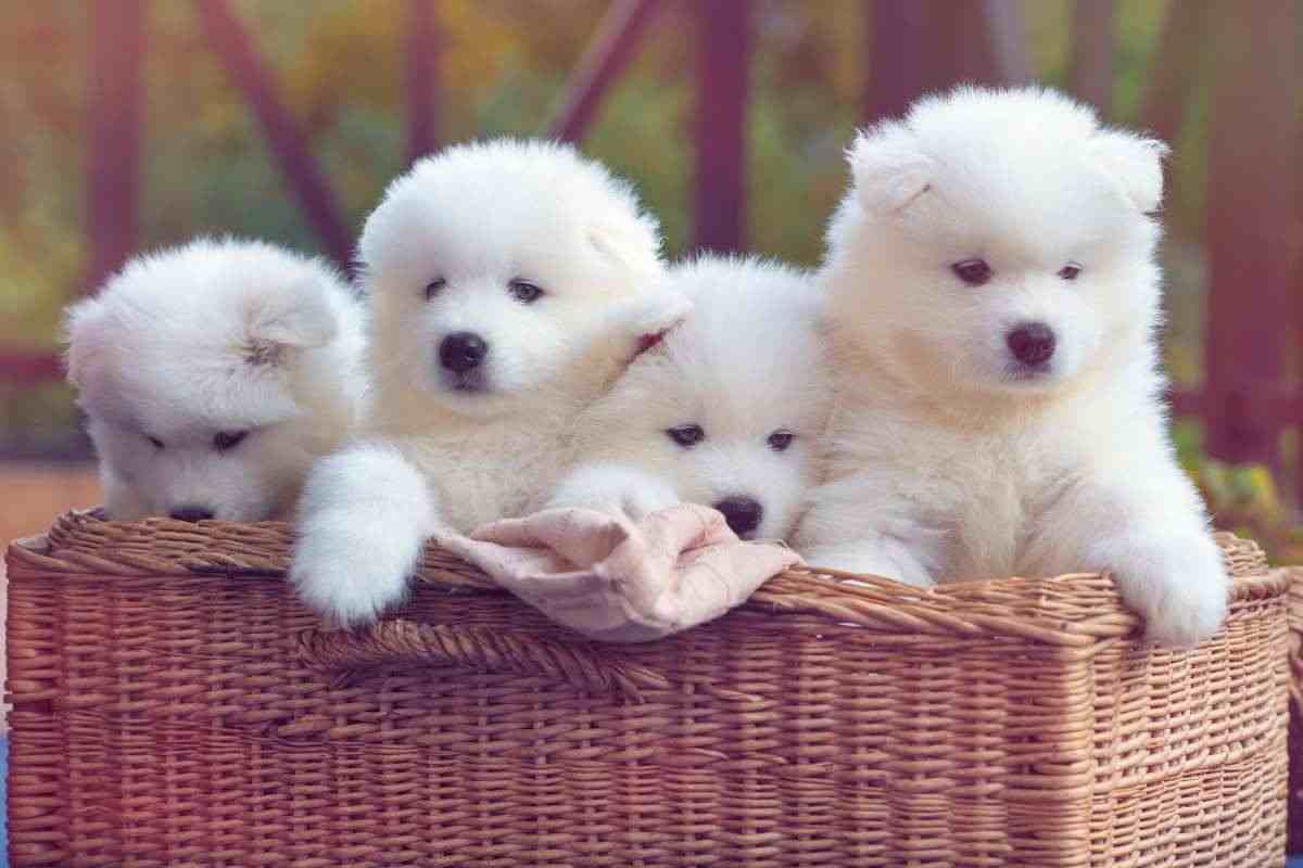 cuccioli di cane bianchi