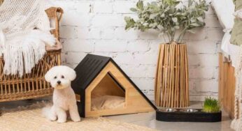 Come capire se la nostra casa è pronta per l’arrivo di una cane: cosa togliere e cosa avere per la sua sicurezza