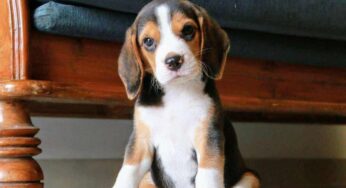 Arriva un nuovo cagnolino in casa: lista di 10 errori da evitare per cominciare col piede giusto