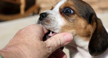 Cucciolo di cane che mordicchia mani e oggetti in casa: i trucchi per farlo smettere in poco tempo