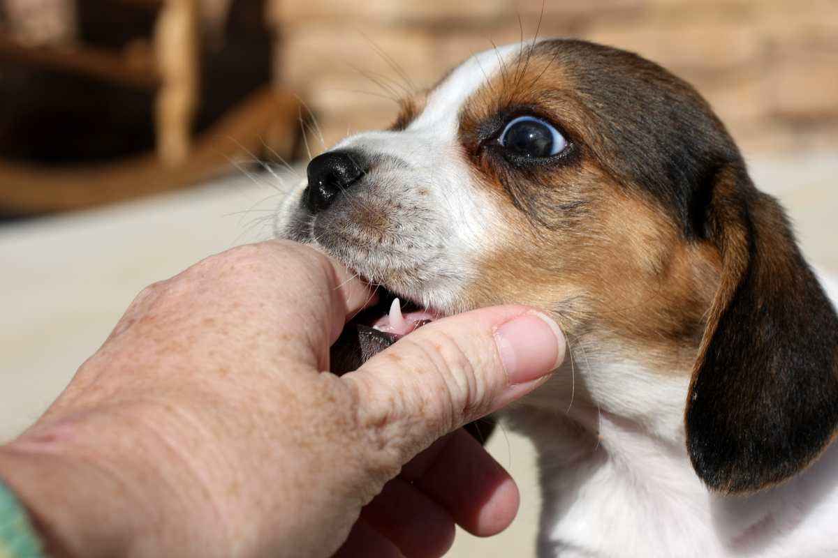 cucciolo di cane morde una mano