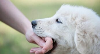 Il cane continua a mordere tutto? Come farlo smettere e cosa fare nel preciso istante in cui lo si ‘becca’