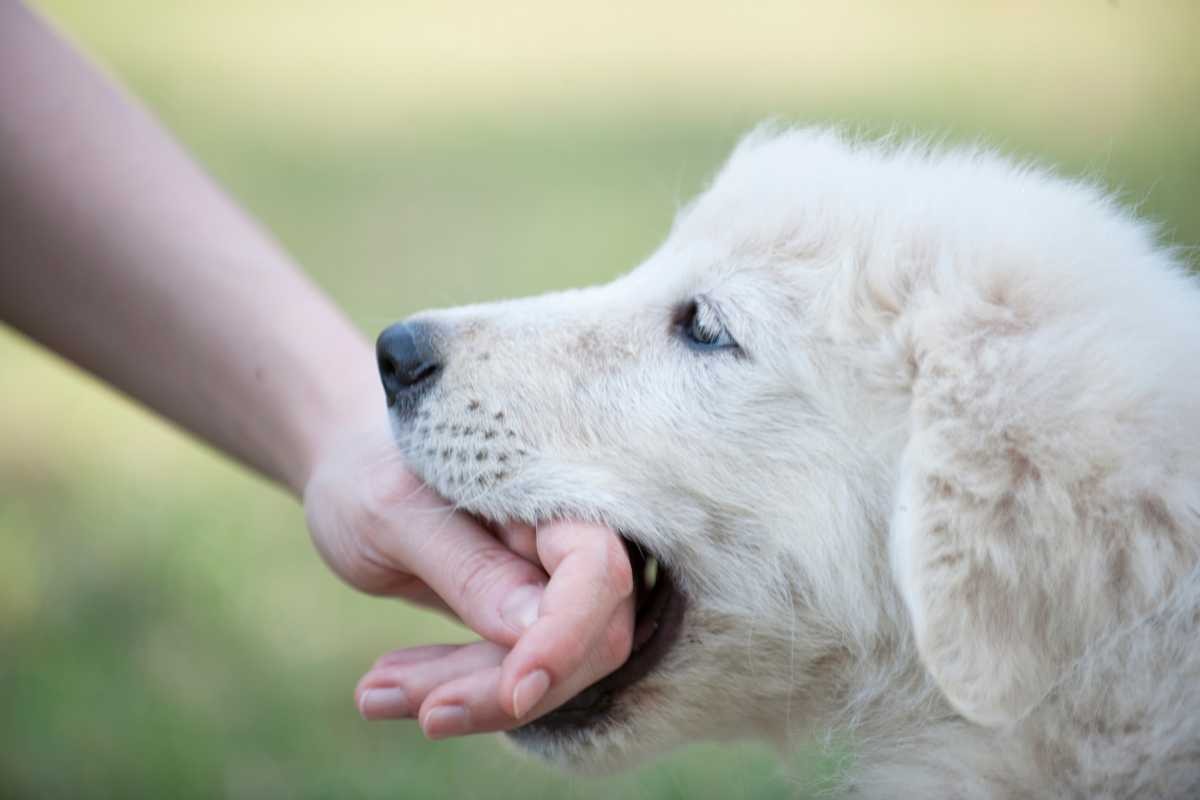 cucciolo morde la mano