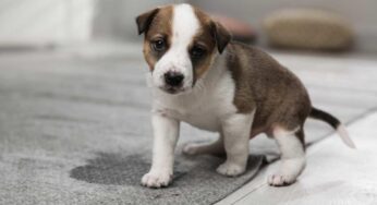 Cani, come insegnare ai cuccioli a non fare i bisogni in giro per casa: l’errore comune da evitare assolutamente