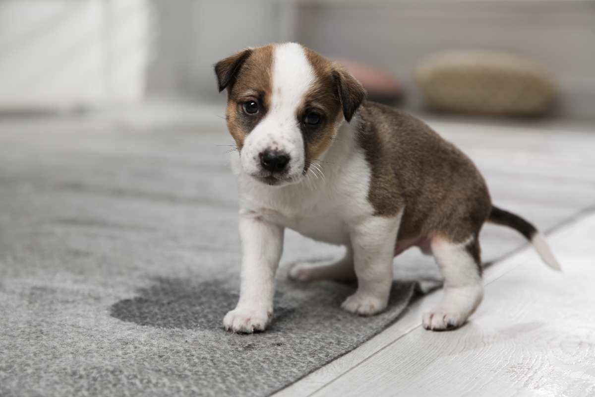 cucciolo che ha appena fatto pipì sul tappeto