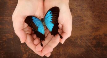 Significato stupendo che vale la pena conoscere: ecco perché le farfalle entrano proprio in casa tua