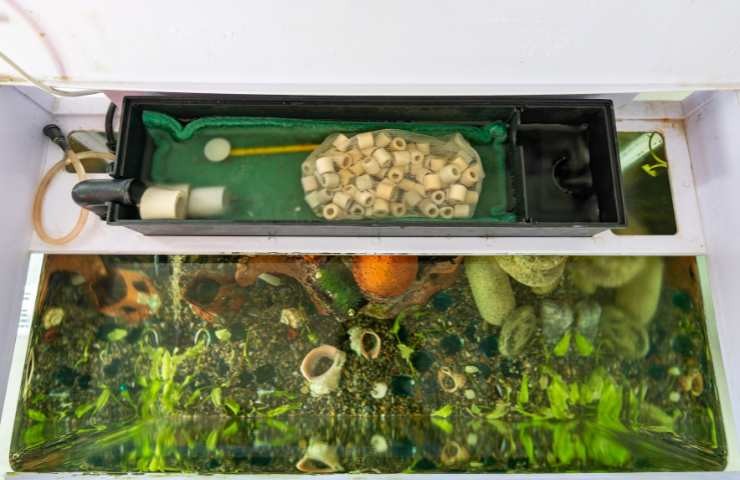 filtro dell'acquario scoperto