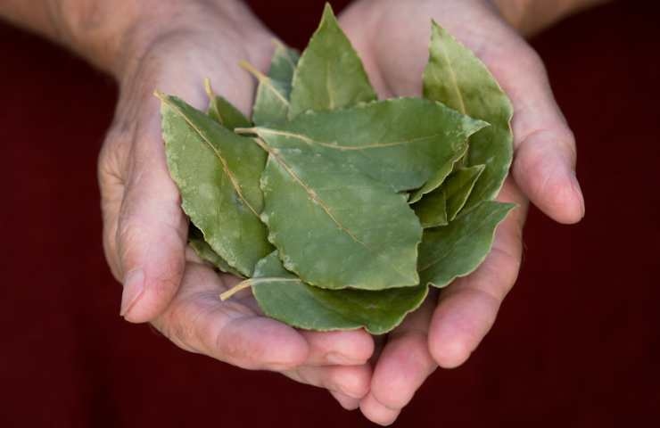 foglie d'alloro nel palmo della mano