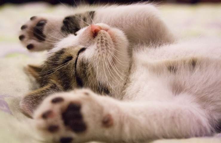 piccolo gatto dorme beatamente