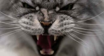 Perché il gatto diventa aggressivo: cosa può fare il padrone per renderlo più mansueto
