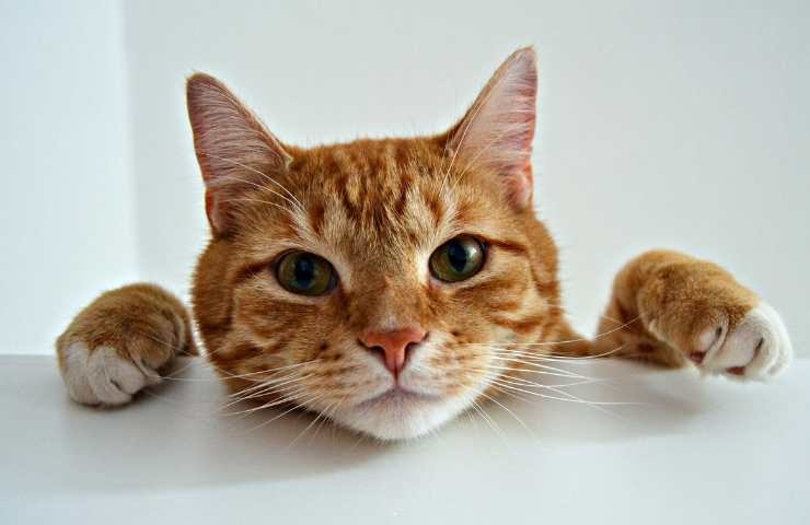 gatto che si affaccia sul tavolo