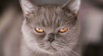 Sono segnali inequivocabili: se il gatto fa così con te, vuol dire che ti odia
