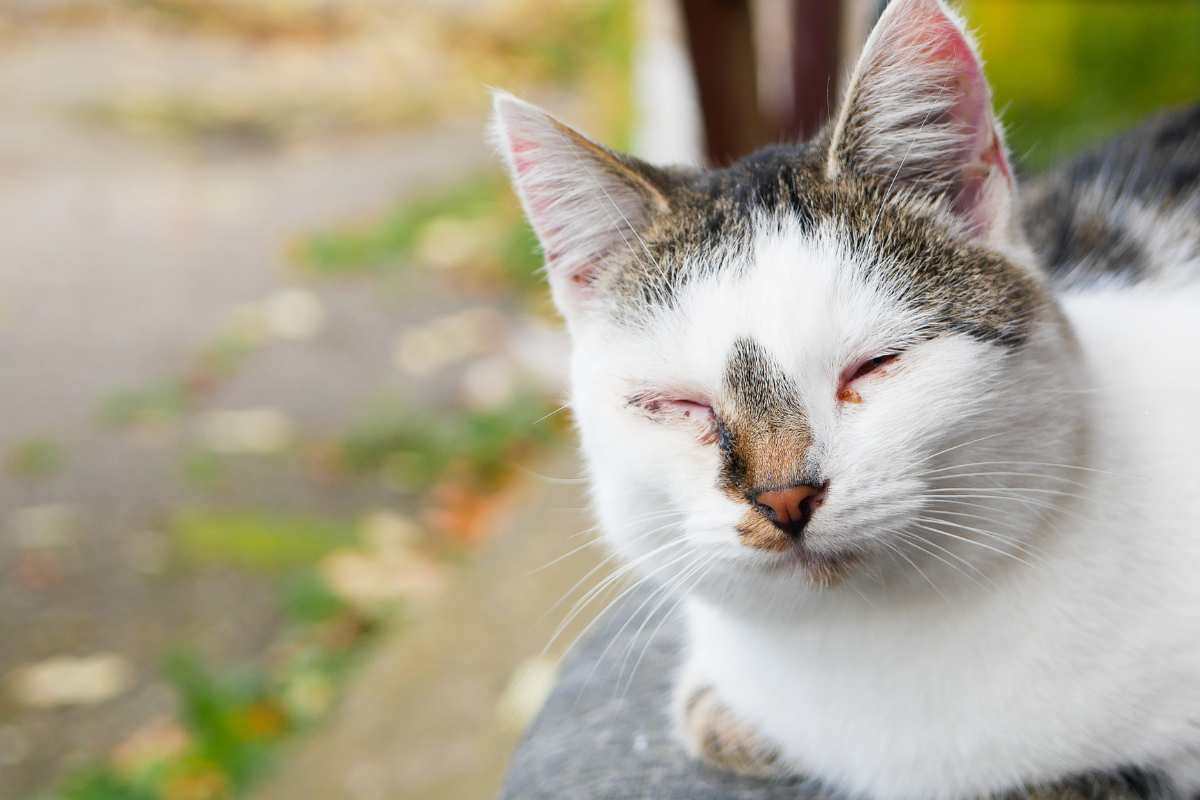 gatto in cattive condizioni