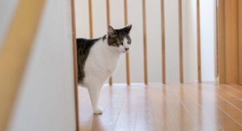Gatto da solo in casa: come preparare l’ambiente per lasciarlo in sicurezza durante la nostra assenza