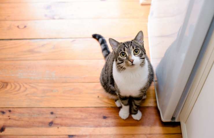 gatto che guarda il proprietario