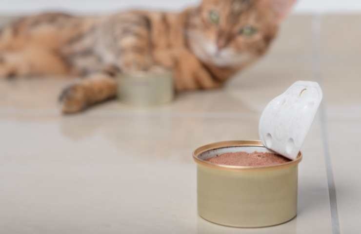 gatto con scatoletta di cibo aperta